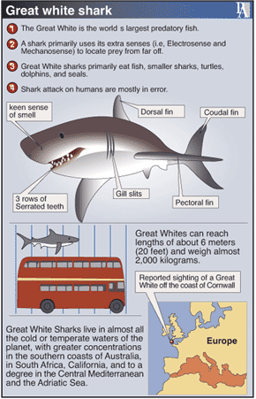 Shark