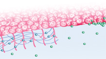 bladder surface